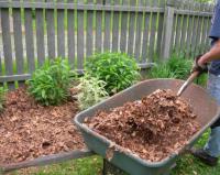 A really good way to protect your outdoor plants and small trees from freeze and cold is to rake up lots of leaves, crunch them up and spread all along and around your plants, it keeps roots warm underground. Will you try this?