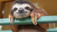 What do you think of sloths?