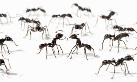 Are you having a problem with ants inside your home this spring?