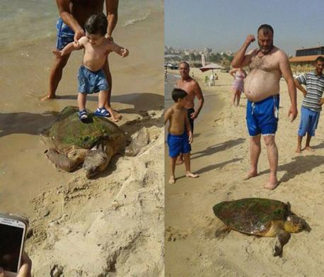 Did you hear about the despicable situation, with an endangered species turtle on a beach in Lebanon, a few days ago? Many people took pics while other people hit her, stood on her shell and almost killed her.