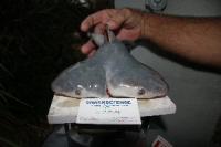 Do you think a 2 headed shark could survive past birth ?