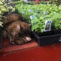 My family likes to shop at a certain greenhouse because they have a cat that lives there. (It sleeps in the greenhouse during the day and the owner's house at night). Do you know of a business that has a pet?