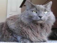 Help me name my new kitty please? (pictured below)