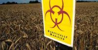 Monsanto is a leading producer of genetically engineered (GE) seed. What crops were you aware are largely GMO: