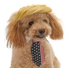 Would you want a Trumpy wig for your critter?