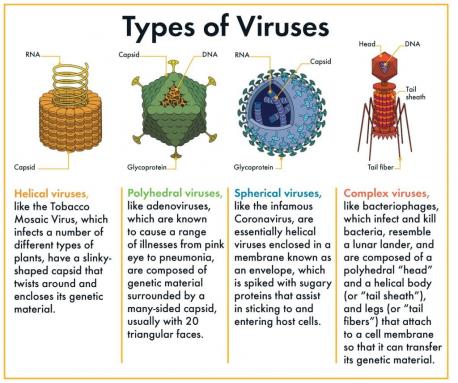Did you know you can have more than one virus illness at same time ? (https://www.google.com/amp/s/www.wcnc.com/amp/article/news/verify/verify-covid-19-flu-rsv-circulating-possible-catch-more-than-one/275-a43b4da1-f15c-4e6b-8dec-51c919f1cf37)