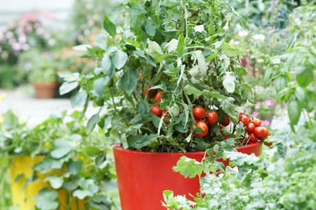 Do you grow your own tomatoes?