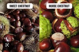 Will you quick read about the dangers of consuming roasted chestnuts? https://www.goodlucknuts.com/n1871428/What-Are-the-Precautions-for-Eating-Chestnuts.htm#:~:text=(2)%20People%20with%20a%20blood,should%20not%20eat%20chestnuts%20raw.