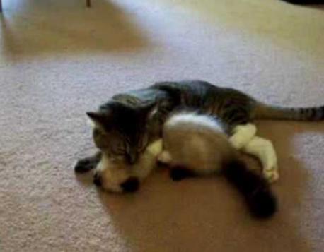 The kitten was submissive. The older cat kept putting the kittens paws down between them. He had a very low growl as he pretended to bite the kittens neck. The kitten stayed still... as if the older cat was his Dad. Is this normal cat behavior?