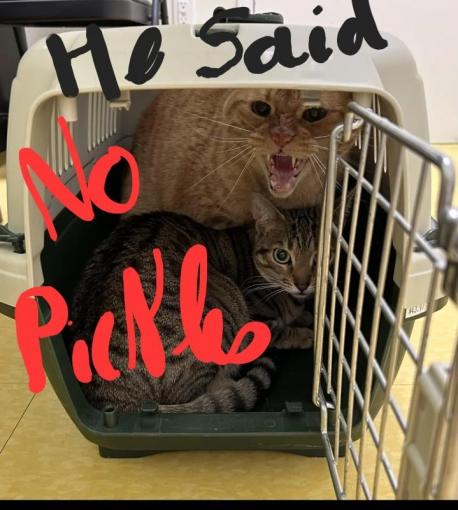 Do male cats need to show male kittens who's the boss? (Didn't Freud cover this!)