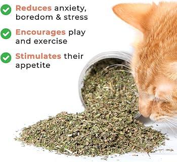 Do you think this behavior occurred due to being stoned on excellent catnip? (Kittens are fine, running around, older cat is snoozing.)
