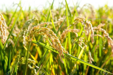 Did you know that Rice is an annual plant that is harvested only once a year?