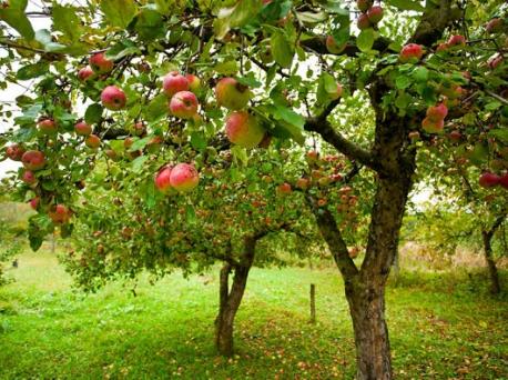 Are you going to plant (or do you have) these fast growing fruit trees in your garden for this Spring/Summer?