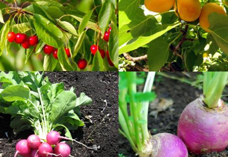 Thanks to the internet and other sources, many people have started planting fruits and vegetables in their own garden. Do you have a vegetable garden or fruit trees in your yard?