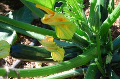 Are you going to plant (or do you have) these fast growing vegetables in your garden for this Spring/Summer?