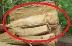 Is this photo no longer causing you to paws (cat humor)?