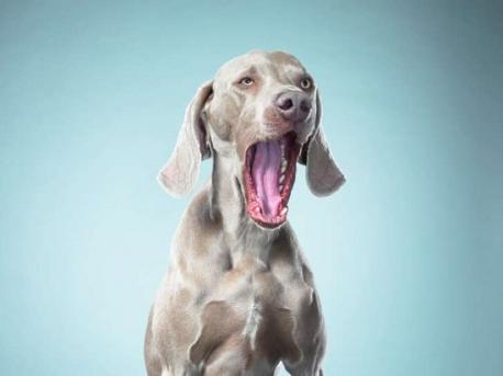 Why is yawning contagious