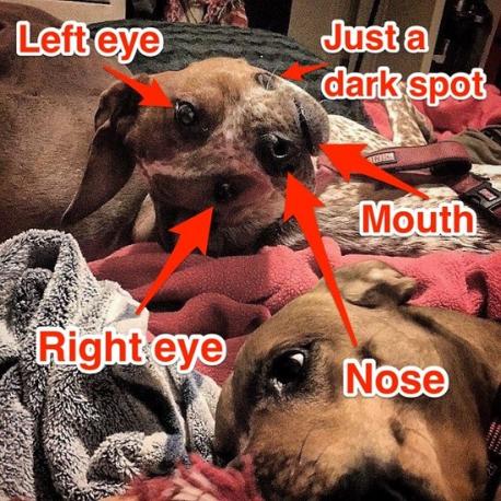 But apparently I'm in the minority here, because the brains of the internet are having a very hard time computing the middle dog's face. Posted on Reddit with the title