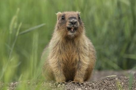 Groundhog facts you need to know for Groundhog Day