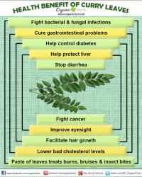 Did you know that curry leaves have various health benefits?