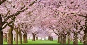 Have you ever seen Cherry Blossoms in bloom?
