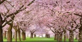 Have you ever seen Cherry Blossoms in bloom?