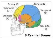 People who have suffered head injuries may also have migraines as a side effect. If the positioning of the bones making up your skull are forced to move they have the potential of not coming back together in exactly the correct manner. This can cause migraines going forward until this condition corrects itself or is treated by a craniosacral professional. Did you know this?