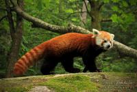 Have you ever heard of a red panda?