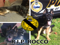 Rocco was helping to apprehend a dangerous criminal who pulled out a knife and stabbed him. Three other officers were also injured, though Rocco suffered the most severe injuries. Did he die a hero?