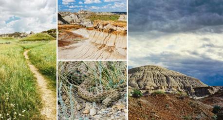 Dinosaur Provincial Park (Alberta)---Taking a trip to Dinosaur Provincial Park in Brooks, Alberta, is pretty much the closest you'll ever get to visiting a home for these prehistoric beasts. It's estimated that this region of Canada was at one time bursting with more than 40 species of dinosaurs. You can also embark on guided hiking tours that will enlighten you to the history of wildlife, fossils and landscape changes that have occurred over time. Have you ever been to Dinosaur Provincial Park?