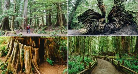 MacMillan Provincial Park (British Columbia)--- Most forests tend to look the same. However, one trip through the Cathedral Grove located in MacMillan Provincial Park will forever heighten your standards when it comes to judging evergreen terrain. Most of the trees found in this forests are nearly 1,000 years old, and standing under the giant Douglas fir trees is definitely a grand, yet humbling experience. It's no secret how beautiful Cathedral Grove is, as the forest was deemed one of the Seven Wonders of Canada by CBC Television. Have you ever visited this forest?