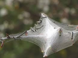 Does your area get tent caterpillars?
