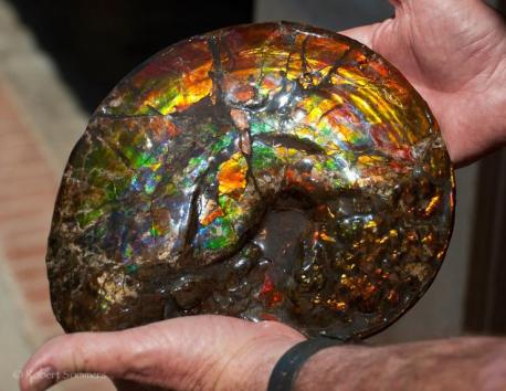 Unlike most other gems, whose colors come from light absorption, the iridescent color of ammolite comes from interference with the light that rebounds from stacked layers of thin platelets. The thicker the layers, the more reds and greens are produced; the thinner the layers, the more blues and violets predominate. Reds and greens are the most commonly seen colors, owing to the greater fragility of the finer layers responsible for the blues. Do you like the look of ammolite?