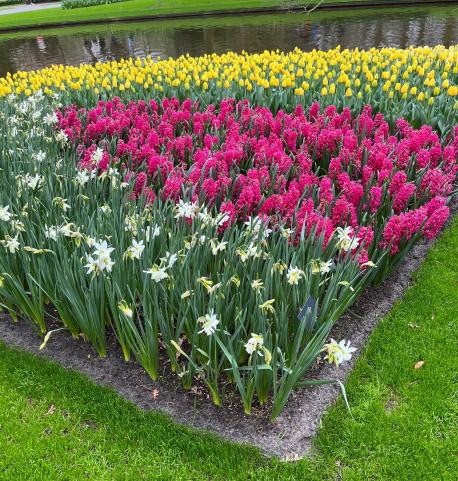 Have you ever been to the Keukenhof Botanical Garden in the Netherlands?