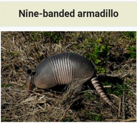 North America has only one breed of Armadillos, the Nine Banded Armadillo. Were you aware of this?