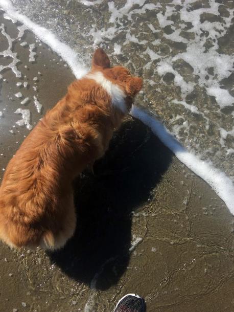Dog's white stripe line up perfectly with water's edge. I think it's adorable. Do you try to find something interesting to make you smile each day?