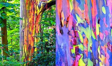 Rainbow trees: This Eucalyptus is characterized by multi-colored bark with hues of lavender, blue, and green. It is the only Eucalyptus species that usually lives in a rainforest, and one of only four eucalypt species out of more than seven hundred that do not occur in Australia. Would you like to see (or have you seen) a tree with multi-colored bark up close and personal?