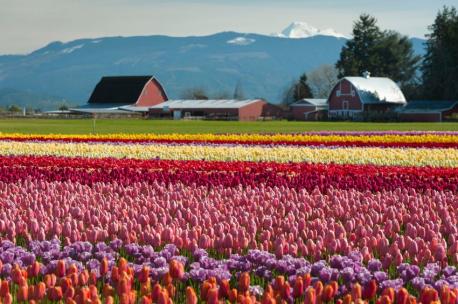 Skagit Valley - Every year, Washington State's Skagit Valley holds a tulip festival during the month of April. During this time, millions of tulips bloom in all sorts of vibrant shades, and the festival organizers encourage visitors to take a driving tour to really take in the beauty of this magical event. Have you visited the tulip festival?