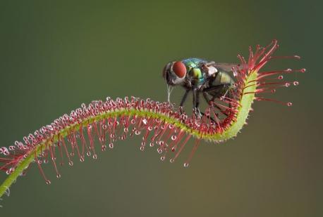 Sundew - There are over 130 different species and they all look unique. They are found in tropical and temperate regions all over the world, and are most common in Australia. The plant can be as large as a small bush or as tiny as a penny; have long grass-like leaves or look like an exotic flower. They are commonly referred to as