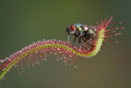 Sundew - There are over 130 different species and they all look unique. They are found in tropical and temperate regions all over the world, and are most common in Australia. The plant can be as large as a small bush or as tiny as a penny; have long grass-like leaves or look like an exotic flower. They are commonly referred to as 