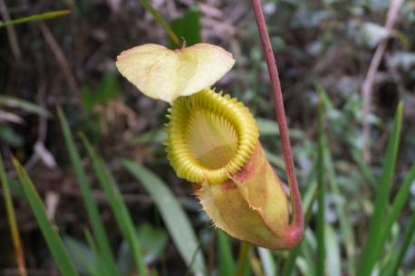 Pitcher plants are long tubes with a pool of digestive enzymes in the bottom that form a pitfall trap. At the top of the opening is a small lip where insects are attracted to the toxic nectar. The stunned insects drop into the pit and a waxy coating on the inside prevents escape. Different varieties can be found on every inhabited continent. Some of the largest pitcher plants can be found in Madagascar, Southeast Asia, and Australia. Any sightings of this plant in your neighborhood?