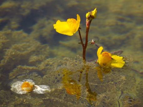 Bladderwort - lacks roots and floats on water - They are found in streams, lakes, and waterlogged soil throughout the world. Each plant has hundreds of sacs stretched over horizontal stems. When an insect larva, aquatic worm, or water flea gets too close, the sac opens, creating a vacuum that sucks the nearby water inside along with its snack. It is considered the quickest plant on Earth and can open and close in 1/35 of a second. The trap can be reset within 15 to 30 minutes. They can also be grown as houseplants. Would you like to observe this speedy plant up close and personal?