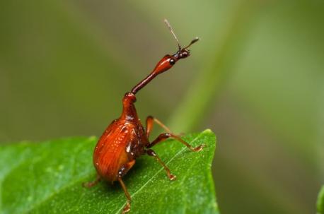 Giraffe Weevil - A rare species of beetle found only on the island - This odd-looking weevil has an elongated neck, a tiny rounded body, bright red wings, and long black legs. The male's neck is two to three times longer than the females — an adaptation that comes in handy for nest building and fighting off other males and predators. This bug is both fascinating and hard to miss. Are you familiar with this weevil?