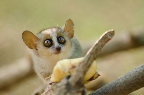 Mouse Lemur - Of the dozens of discovered species of lemurs living here, the adorable mouse lemur is notable for being the smallest primate in the world. There are several different species, almost all of which have been discovered in the last 25 to 30 years. These pint-sized creatures usually weigh about as much as a tennis ball, are just a few inches in height, and live high in the treetops. Have you seen or heard about this small primate?