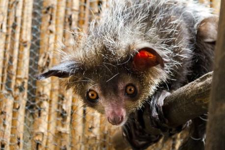 Aye-Aye - lives in the northern region, and was initially believed to belong to the rodent family. With large, bulging, amber eyes, bat-like ears, and sharp front teeth, these unusual creatures are endangered due to their shrinking habitat. Also, they are frequently hunted by the Malagasy people, who believe they bring misfortune. They use their long, thin middle finger to tap trees and dig out larvae to eat. They move nimbly on all fours, but cannot grip or use their long tails to swing from branches like their primate cousins. Are you familiar with this unusual creature?