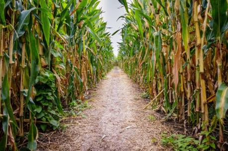 Richardson Adventure Farm Corn Maze — Illinois - Depending on where you live, corn mazes might be a 