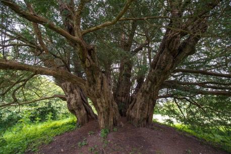 Ashbrittle Yew: Church of St. John the Baptist, Ashbrittle, United Kingdom, Roughly 4,000 Years ld. This yew tree is supposedly the oldest living thing in England, meaning it was already mature when Stonehenge was under construction. This 38 foot wide tree sits next to a Christian church, and as the story goes, is located on a battlefield where the Romans and Celts fought. After the battle, the heads of dead Roman soldiers were buried under the tree along with the body of a local chieftain. The Druids saw yew trees as a symbol of life and death, believing the trees possessed immortal souls. Are you familiar with this huge tree in the UK?