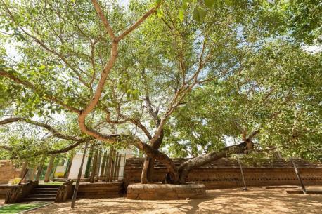 Jaya Sri Maha Bodhi: Mahamewna Gardens, Anuradhapura, Sri Lanka - 2,247 years old. Usually, a tree's age is identified through carbon dating or by counting the growth rings. This tree is unique in that there is a written record about when, why, and who planted it. This ancient fig tree is in the temple courtyard of a royal park. According to historians, King Devanampiya Tissa planted it during a great ceremony in 236 B.C. The sapling he planted supposedly came from a tree the Buddha sat under when he achieved an enlightened state. As the story goes, Queen Thishyarakkha destroyed the original tree, viewing it as an affront to her own religion. Saplings grew from the hewn tree and the king managed to save one, which grew into the tree of today. Buddha's followers have protected the tree several times, even resorting to lighting fires near its base to keep elephants from devouring the leaves. It is still a sacred site for Buddhists, who come from all over the world to pray for healing, ample rice harvests, and safe births. Have you visited Sri Lanka?