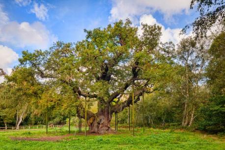 The Major Oak: Sherwood Forest, Nottinghamshire, United Kingdom - Between 800-1,000 years old. This tree is said to have once sheltered the legendary Robin Hood and his band of Merry Men. (Whether that's actually true is up for debate.) It is estimated to weigh over 50,000 pounds with a width of nearly 100 feet. The tree got its name after making an appearance in a book written by Major Heyman Rooke in 1790. After the book made its debut, people started calling the tree The Major's Oak, which was later shortened to Major Oak. To help preserve the tree's delicate ecosystem, caretakers erected fences to prevent visitors from compacting the soil and reducing the air space surrounding the roots. If you are planning to visit, be sure to check out the Major Oak Woodland and Robin Hood Festivals. Have you visited this site?