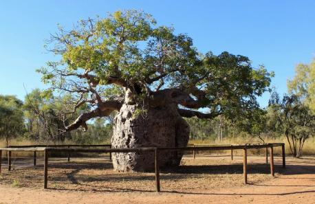 Boab Prison Tree: Derby, Australia - 1,500 years old. This tree was an important cultural site for native Aborigines. There is debate, however, as to what they actually used it for. Some say it served as a pilgrimage site or meeting place for gatherings. The tree has a hollow, bulbous trunk that is over 45 feet in width and an opening in the middle that allows entrance. It earned the nickname